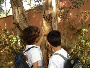 Júlio e Bruno observam uma árvore do Amorim. Depois do passeio, eles queriam ver como os cupins estão atacando a árvore
